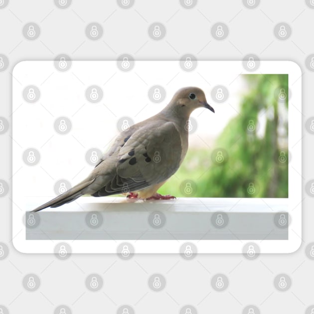 Mourning Dove No.3 Sticker by MaryLinH